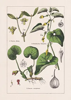 Magnoliids, Aristolochiaceae, chromolithograph, published in 1895 Magnoliids, Aristolochiaceae, chromolithograph, published in 1895