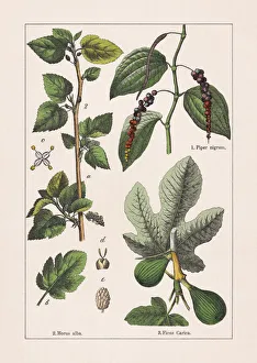 Magical world illustration/botanical illustrations/magnoliids black pepper mulberry fig Magical world illustration/botanical illustrations/magnoliids black pepper mulberry fig