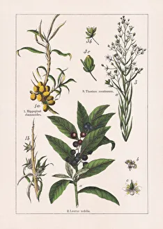 Magnoliids, chromolithograph, published in 1895 Magnoliids, chromolithograph, published in 1895