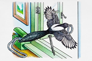 Magpie flying away through open window with piece of jewellery in its beak Magpie flying away through open window with piece of jewellery in its beak