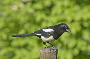Magpie -Pica pica-, keeping lookout on a pole in a meadow, Untergroeningen, Baden-Wuerttemberg, Germany, Europe Magpie -Pica pica-, keeping lookout on a pole in a meadow, Untergroeningen, Baden-Wuerttemberg, Germany, Europe