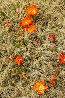 Maihueniopsis cactus -Maihueniopsis colorea-, flowering, Arica y Parinacota Region, Chile Maihueniopsis cactus -Maihueniopsis colorea-, flowering, Arica y Parinacota Region, Chile