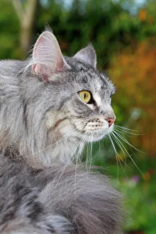 Maine Coon, American Longhair, cat sitting in a garden Maine Coon, American Longhair, cat sitting in a garden