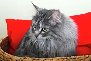 Maine Coon cat in a basket with a red cushion, Germany Maine Coon cat in a basket with a red cushion, Germany