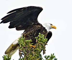Majestic Bald Eagle About to Launch at Jasper Park Lodge on Lake Beauvert, Canada Majestic Bald Eagle About to Launch at Jasper Park Lodge on Lake Beauvert, Canada
