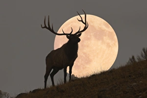 Majestic Bull Elk and Full Moon Rise (composite) Majestic Bull Elk and Full Moon Rise (composite)