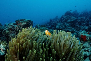 Maldives anemonefish (Amphiprion nigripes) in Magnificent Sea Anemone (Heteractis magnifica), Maldives, Indian Ocean Maldives anemonefish (Amphiprion nigripes) in Magnificent Sea Anemone (Heteractis magnifica), Maldives, Indian Ocean