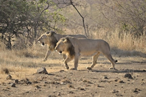 Two male Asiatic Lions -Panthera leo persica-, Gir Interpretation Zone Two male Asiatic Lions -Panthera leo persica-, Gir Interpretation Zone