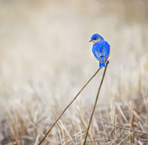 Male Bluebird on Interesting Perch in Winter Male Bluebird on Interesting Perch in Winter