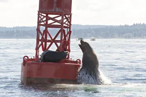 Male California Sea Lions (Zalophus californianus), King County, Seattle, Puget Sound, Washington State, USA Male California Sea Lions (Zalophus californianus), King County, Seattle, Puget Sound, Washington State, USA