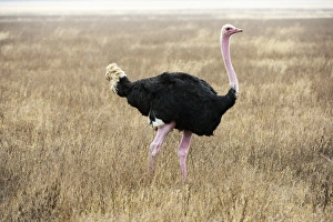 Male Common Ostrich (Struthio camelus) in breeding plumage, Ngorongoro Crater Male Common Ostrich (Struthio camelus) in breeding plumage, Ngorongoro Crater