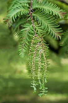 Male cones of the Dawn Redwood -Metasequoia glyptostroboides-, Geneva, Canton of Geneva Male cones of the Dawn Redwood -Metasequoia glyptostroboides-, Geneva, Canton of Geneva