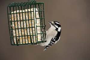 Nature wildlife/johann schumacher photography/male downy woodpecker suet feeder Nature wildlife/johann schumacher photography/male downy woodpecker suet feeder