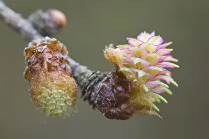 Male and female flowers of the Larch -Larix decidua- Male and female flowers of the Larch -Larix decidua-