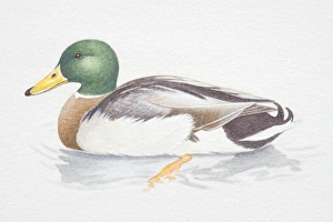 Male Mallard (Anas platyrhynchos) in water, side view Male Mallard (Anas platyrhynchos) in water, side view