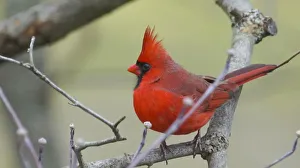 Male Northern Cardinal (Cardinalis cardinalis) Male Northern Cardinal (Cardinalis cardinalis)