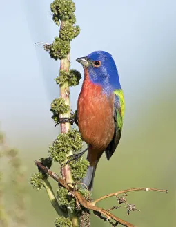 Male Painted Bunting Male Painted Bunting