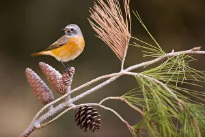 Male redstart Male redstart