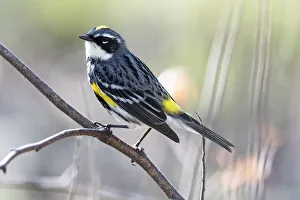 Male yellow-rumped warbler in spring migration Male yellow-rumped warbler in spring migration