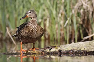 Mallard -Anas platyrhynchos- female in its habitat, Lake Muritz area, Mecklenburg Lake District or Mecklenburg Lakeland, Mecklenburg-Western Pomerania, Germany Mallard -Anas platyrhynchos- female in its habitat, Lake Muritz area, Mecklenburg Lake District or Mecklenburg Lakeland, Mecklenburg-Western Pomerania, Germany