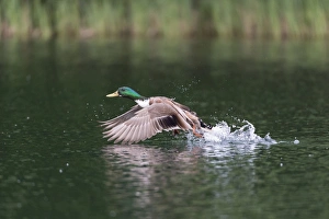 Mallard -Anas platyrhynchos-, male, taking off from a lake, Mecklenburg-Western Pomerania Mallard -Anas platyrhynchos-, male, taking off from a lake, Mecklenburg-Western Pomerania