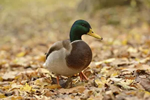 Mallard -Anas platyrhynchos- standing on autumn leaves, Leipzig, Saxony, Germany Mallard -Anas platyrhynchos- standing on autumn leaves, Leipzig, Saxony, Germany