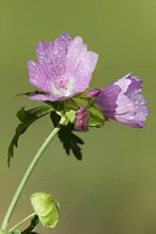 Pink Blooming Flowers Prints: Mallow -Malva-