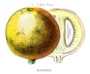 Mammee apple african fruit engraving 1857 Mammee apple african fruit engraving 1857