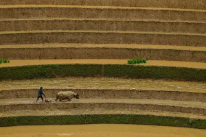Man with buffalo in rice terrace paddies in North Vietnam Man with buffalo in rice terrace paddies in North Vietnam