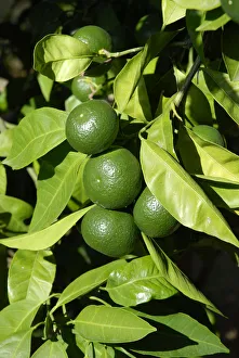 Mandarin tree -Citrus reticulata-, branch with leaves and unripe fruits, Zadar, Dalmatia region, Croatia, Europe Mandarin tree -Citrus reticulata-, branch with leaves and unripe fruits, Zadar, Dalmatia region, Croatia, Europe