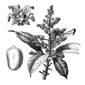 Mangifera indica, commonly known as mango Mangifera indica, commonly known as mango