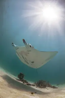 Ningaloo Reef Australia Prints: manta in the sun
