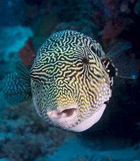 Map Puffer or Map Pufferfish (Arothron mappa), Indonesia Map Puffer or Map Pufferfish (Arothron mappa), Indonesia