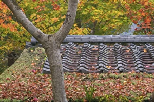 Maples around a Tea House, Kyoto, Honshu, Japan Maples around a Tea House, Kyoto, Honshu, Japan