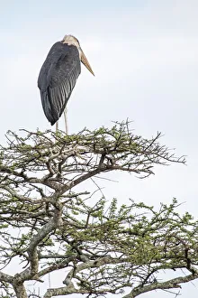 Marabou stork perched on an acacia tree Marabou stork perched on an acacia tree