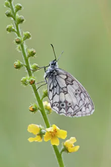 Marbled White -Melanargia galathea-, Germany Marbled White -Melanargia galathea-, Germany
