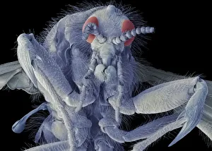 March fly, SEM March fly, SEM