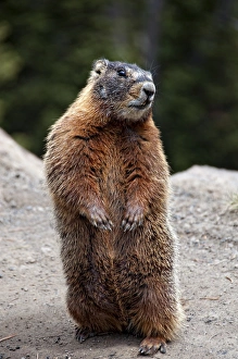 Marmot Rearing Up on Hind Legs in Yellowstone Marmot Rearing Up on Hind Legs in Yellowstone