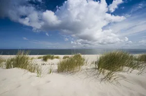 Marram grass on the beach, List, Sylt island, Schleswig-Holstein, Germany, Europe Marram grass on the beach, List, Sylt island, Schleswig-Holstein, Germany, Europe