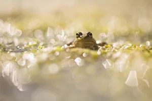 Marsh frog Marsh frog