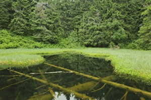 Marsh, Mala Fatra National Park, Slovakia, Europe Marsh, Mala Fatra National Park, Slovakia, Europe