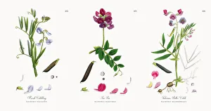 Marsh Vetchling, Lathyrus palustris, Victorian Botanical Illustration, 1863 Marsh Vetchling, Lathyrus palustris, Victorian Botanical Illustration, 1863