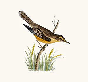 Marsh Warbler