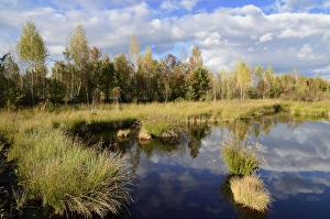 Marshland pond overgrown with club-rush in autumn, Stammbeckenmoor Rosenheim bog near Marshland pond overgrown with club-rush in autumn, Stammbeckenmoor Rosenheim bog near