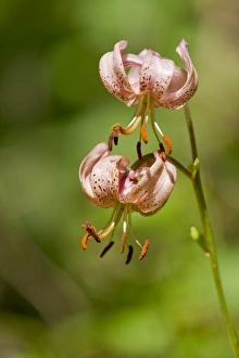 Martagon Lily or Turks Cap Lily -Lilium martagon-, flowering, Thuringia, Germany Martagon Lily or Turks Cap Lily -Lilium martagon-, flowering, Thuringia, Germany