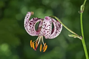 Martagon or Turks Cap Lily -Lilium martagon-, Abtsgmuend, Baden-Wurttemberg, Germany Martagon or Turks Cap Lily -Lilium martagon-, Abtsgmuend, Baden-Wurttemberg, Germany