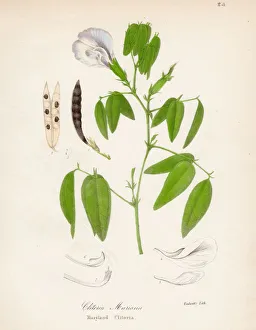 Maryland Butterfly-pea botanical engraving 1843 Maryland Butterfly-pea botanical engraving 1843