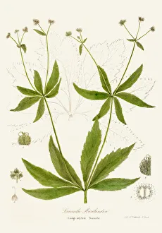 Maryland sanicle botanical engraving 1843 Maryland sanicle botanical engraving 1843