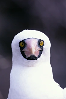 Masked booby (Sula dactylatra) Ecuador, head-shot Masked booby (Sula dactylatra) Ecuador, head-shot