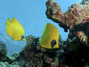 Masked butterfly, Golden butterflyfish, Bluecheek butterflyfish -Chaetodon semilarvatus Masked butterfly, Golden butterflyfish, Bluecheek butterflyfish -Chaetodon semilarvatus